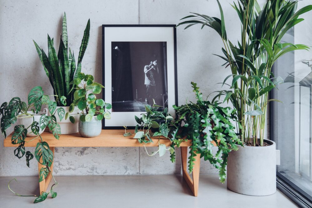 indoor planting tips from Plantlife Garden Design - indoor plants arranged on a bench